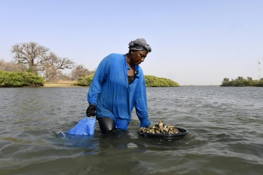 Huitre Sénégal mangrove pêche