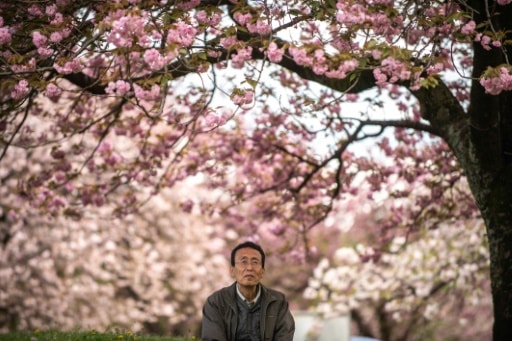 Japon Tokyo Fukushima Nagasaki Hiroshima sakura diversité cerisier