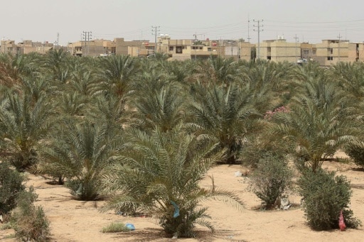 Kerbala ceinture verte sécheresse Irak