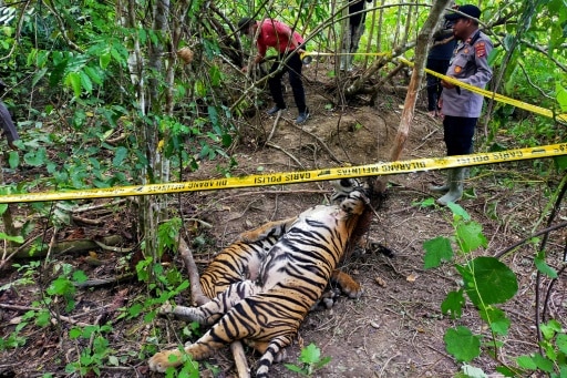 tigres sumatra extinction biodiversité Indonésie