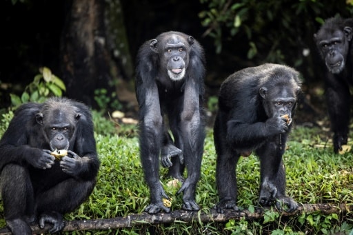 chimpanzées retraite liberia