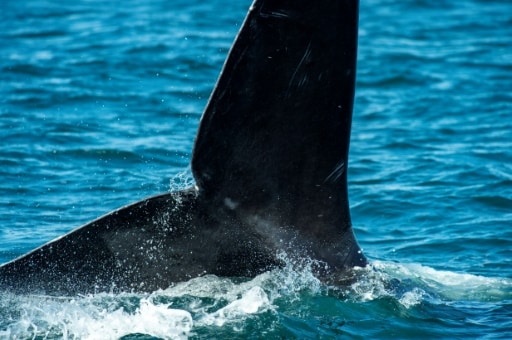 adriatique baleines noires