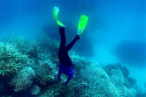 Grande Barrière de Corail Australie blanchissement
