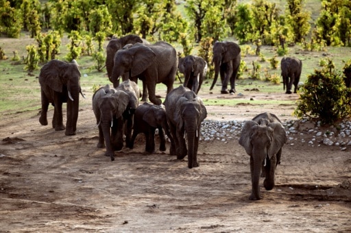 Hwange Zimbabwe elephants protection preservation