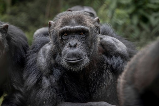 Lwiro chimpanzés primates singes études
