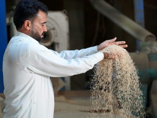 Najaf Irak Bagdad riz culture