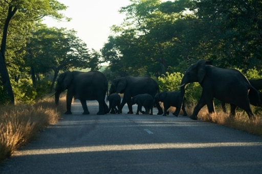 Zimbabwe elephants cohabitation