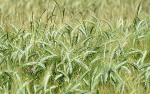 blé sécheresse champ France agriculture
