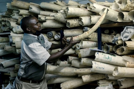 Zimbabwe Harare elephants ivoire commerce