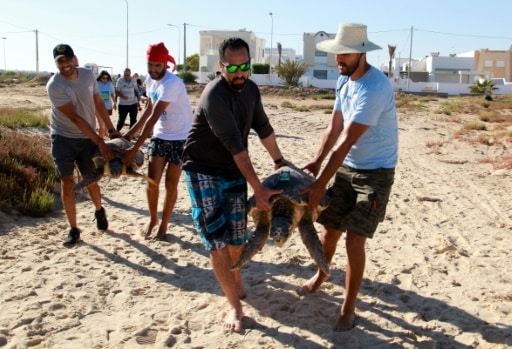 tunisie tortues mer