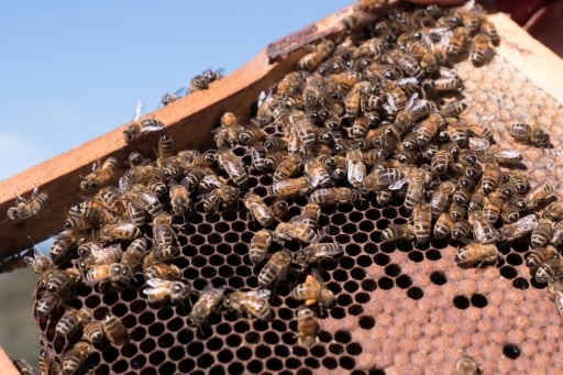 abeilles parasite varroa australie