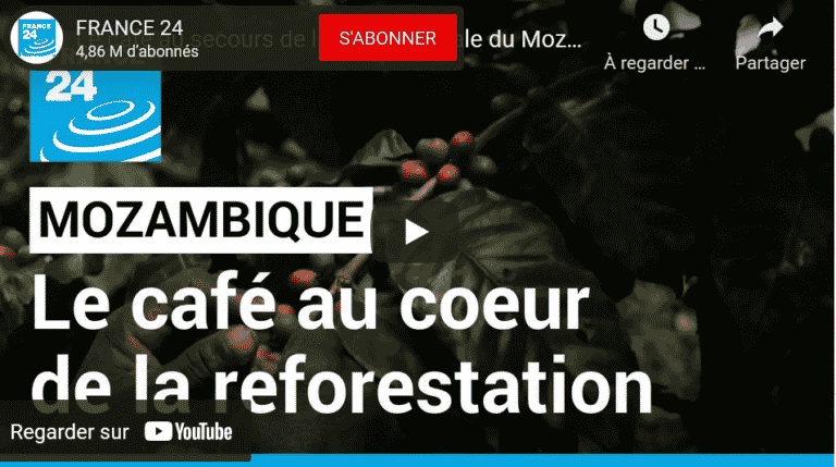 Café Mozambique reforestation