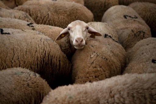 mouton berger espagne maroc tonte