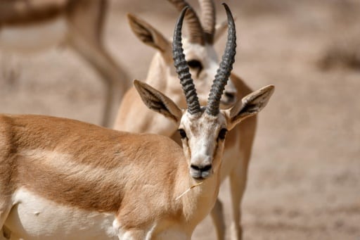 Sawa Rhim gazelle biodiversité disparition Irak