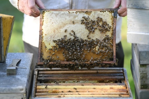 apiculteur abeilles menance chanement climatique