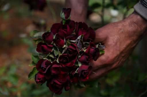 roses noires vertes roses turques