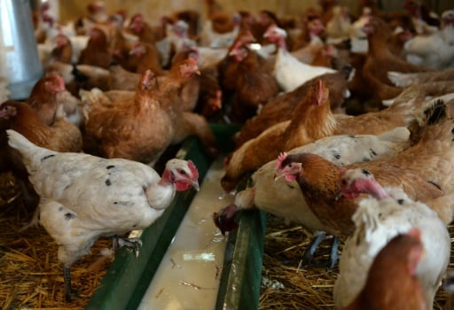 épizootie grippe aviaire france volaille