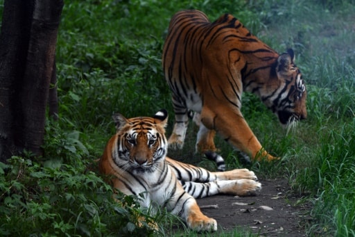tigres nepal population