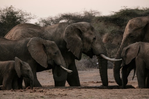 elephants Kenya Amboseli parc naturel