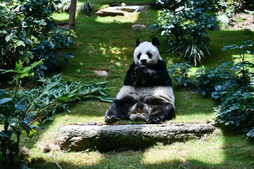 AnAn Panda doyen Hong Kong