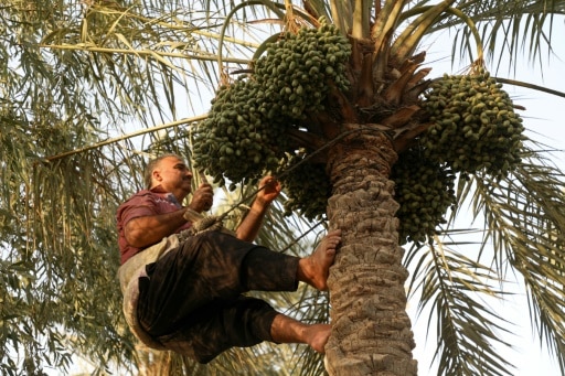 Badra Irak dattes agriculture