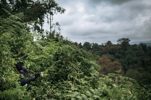 Gorille Congo RDC braconnage forêt biodiversité