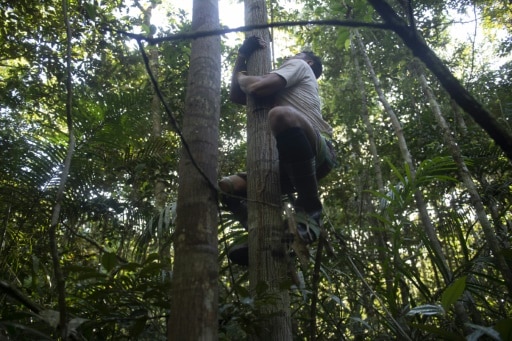 grimpeur brésil forêt amazonie
