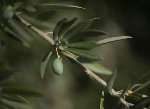 olives espagne or vert