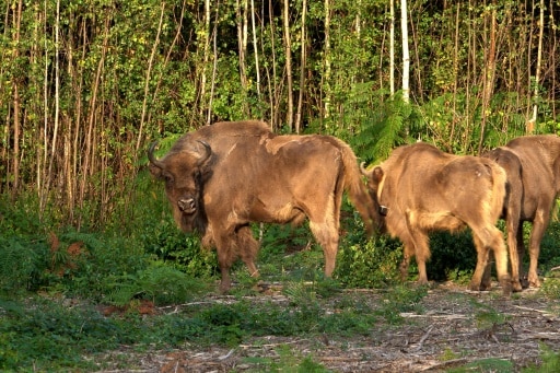 bison angleterre espèces sauvages