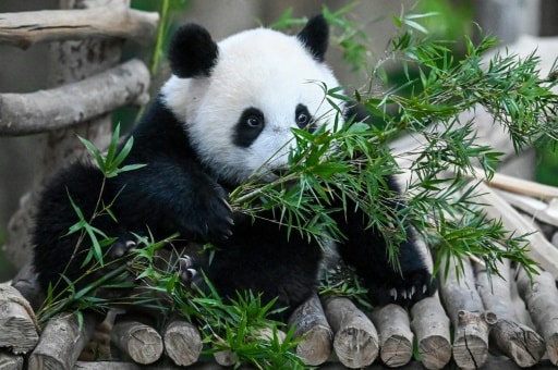 panda vegetarien