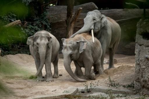 virus elephant zoo zurich