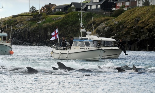 Iles Féroé dauphins chasse quota