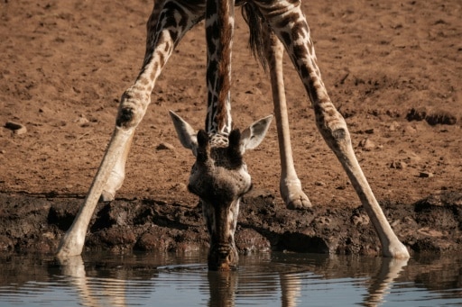 girafe massai Kenya reserve parc