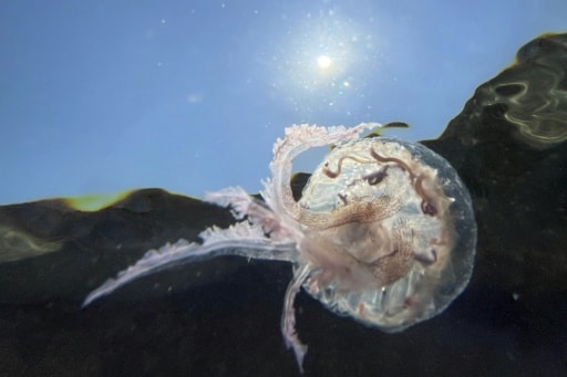 méduses biodiversité océans corse