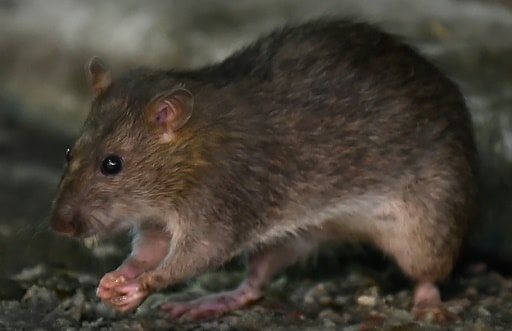 rat épidémie maladie laboratoire Tanzanie Afrique