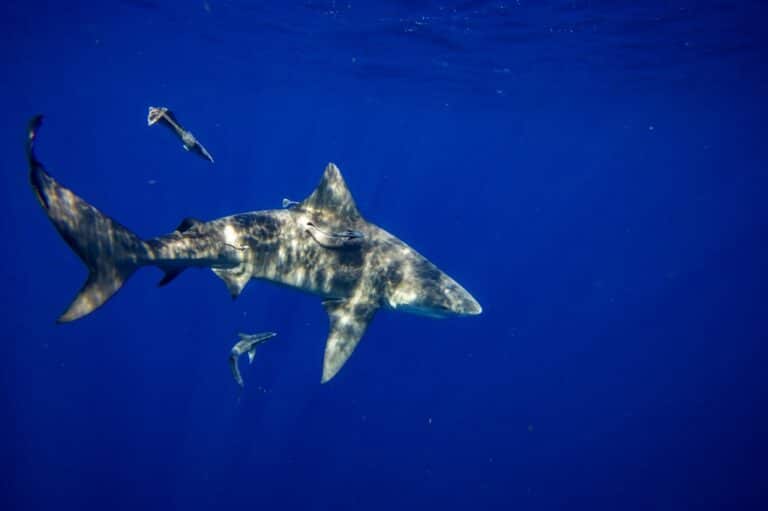 requins sanctuaire maldives