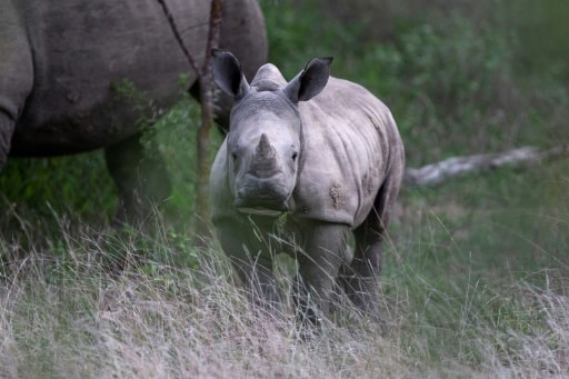 uicn rhinoeros preservation