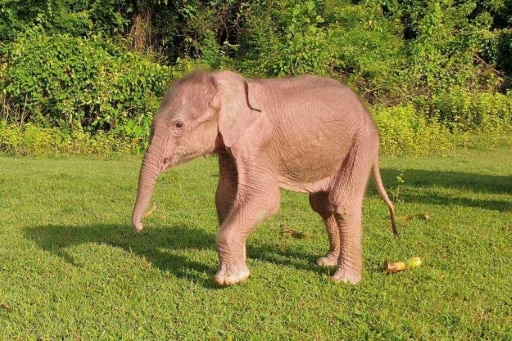 Birmanie elephants biodiversité