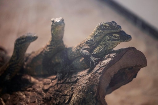 dragons Komodo reptiles preservation