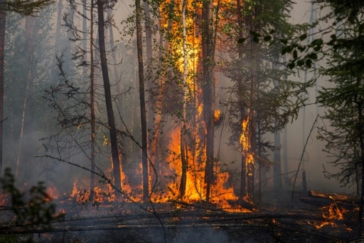 méga feux incendies records forêt