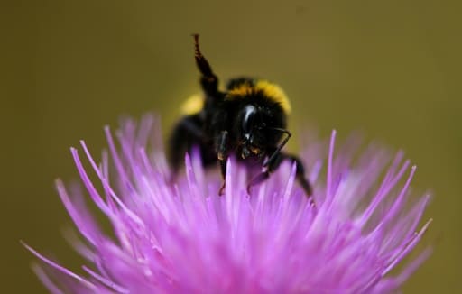 bourdon abeilles biodiversité changement climatique rechauffement
