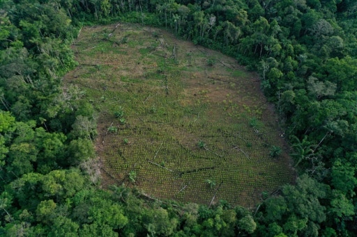 colombie amazonie incendie feux biodiversité