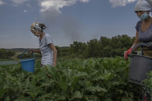 agriculture ukraine
