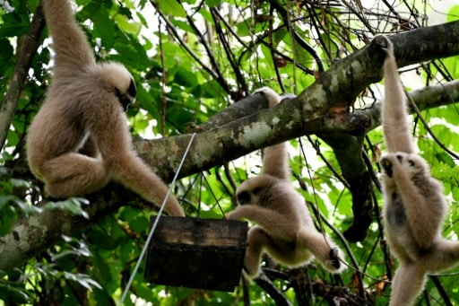 singes gibbon biodiversité cambodge