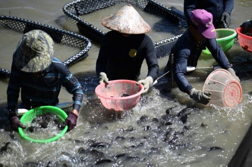 Chine mérous Taiwan sanctions pêche