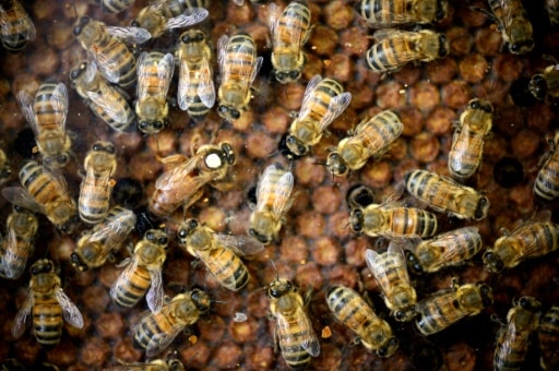 abeilles ruche coléoptère