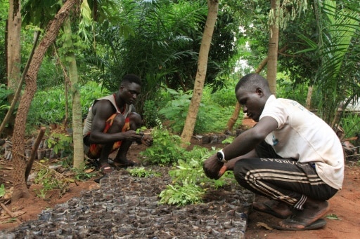 Togo forêt plantation replanter biodiversité Lomé