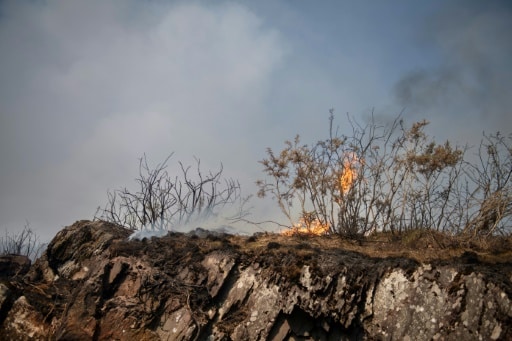 forêt incendie changement climatique