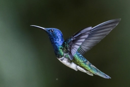 colibris femelles males agreession