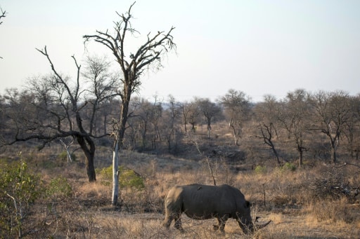 rhinoceros parc kruger